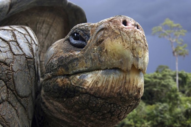 An old resident of the Galapagos Islands