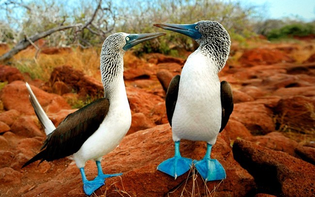 Blue footed boobies on a Galapagos Islands tour