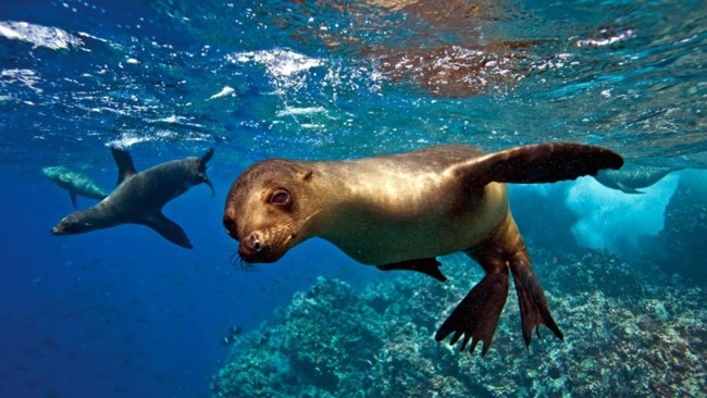 Snorkel with sealions on a Galapagos cruise