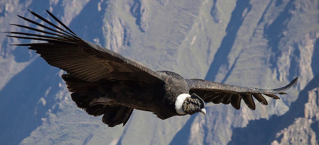 Enjoy viewing Colca Canyon Condors at the Condor Cross near Chivay