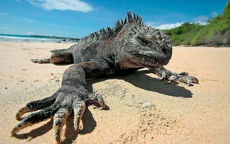 Up close and personal on our 5 day Galapagos cruises