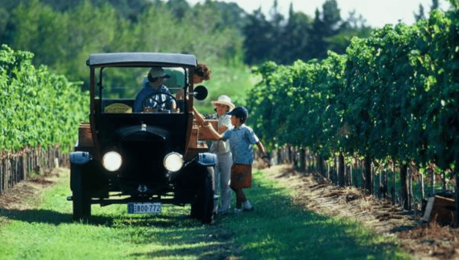 Enjoy your time among the Tannat vines of Uruguay