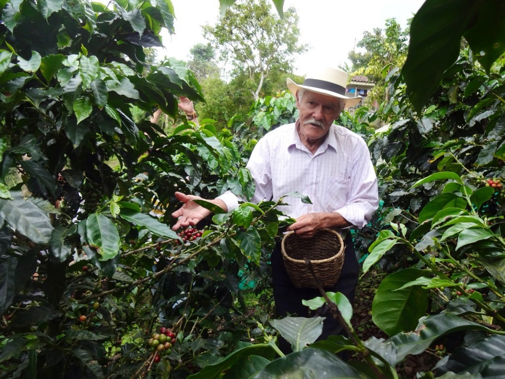 Get in depth explanations of the process and hard work of coffee picking
