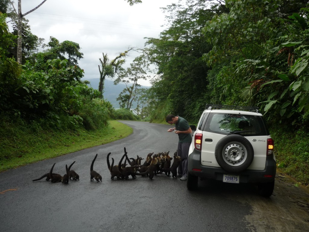 Wildlife encounters on a self drive in Costa Rica