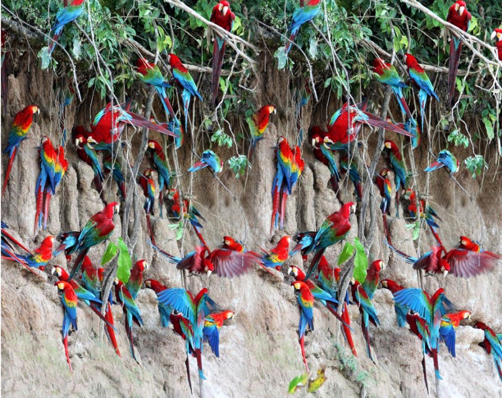 Macaw clay licks are a great place to see these birds close up