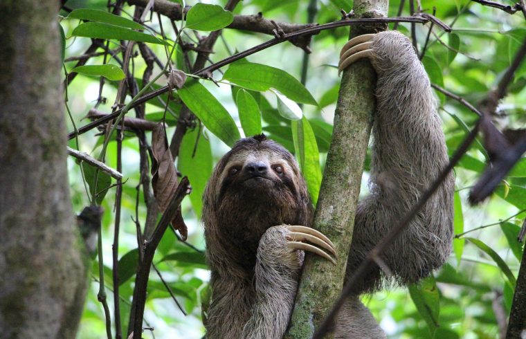 The sloth cannot move very fast so there is a good chance you will see him again