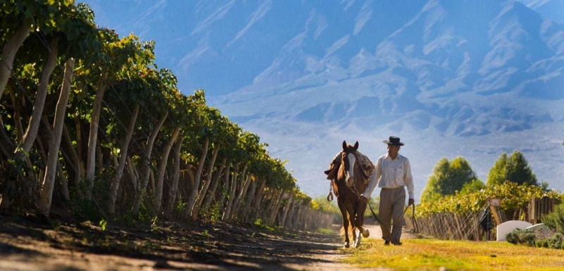 The foothills of the high Puna forms the backdrop for Cafayate vineyards