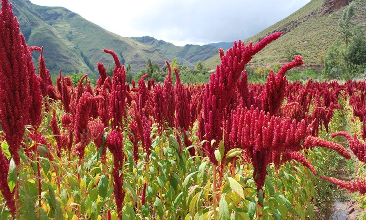 The beautiful Kiwicha plant growing in the Sacred Valley of the Incas