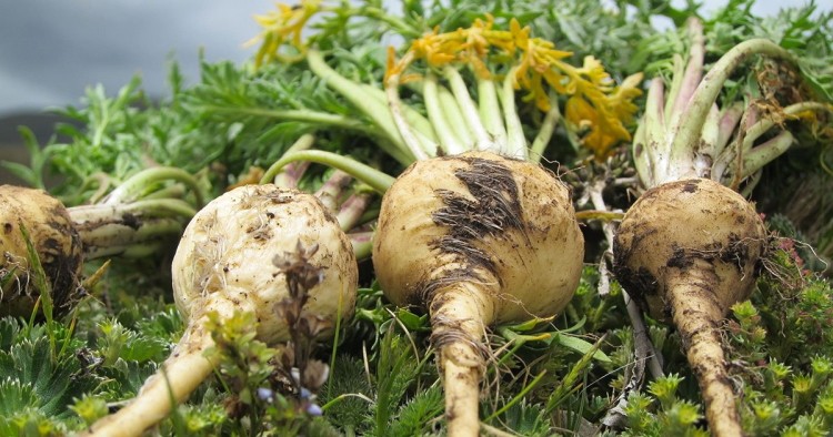 Maca which as a root can be dried and ground into powder