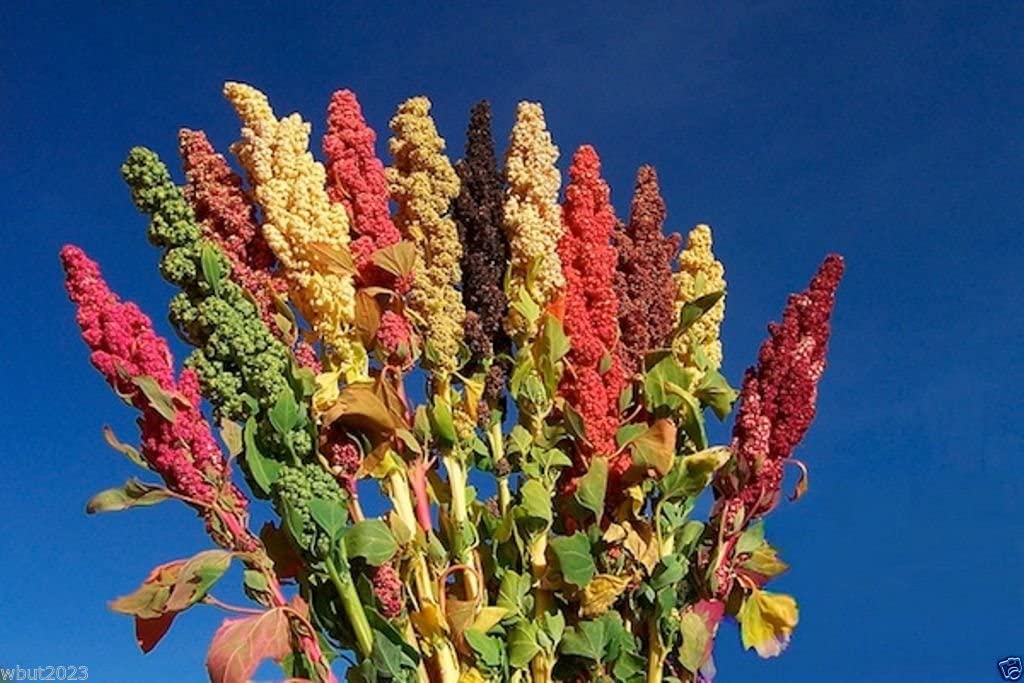 Quinoa has become world famous for its nutritional qualities