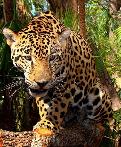 You never know when you might spot a Jaguar