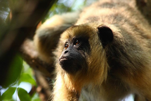 Howler monkeys are just one the species you will find here