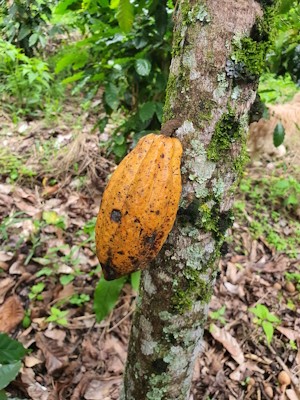 Cacao pods at the farm