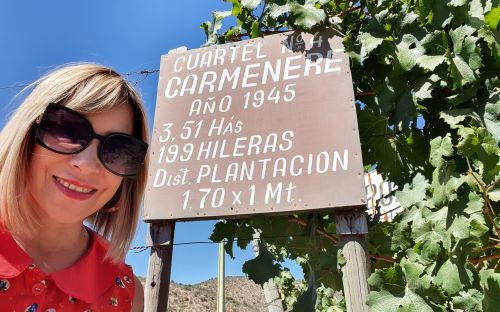 The oldest Carmenere in Chile, and maybe the world!