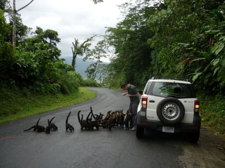 Up close and personal with wildlife on a Costa Rica tour.
