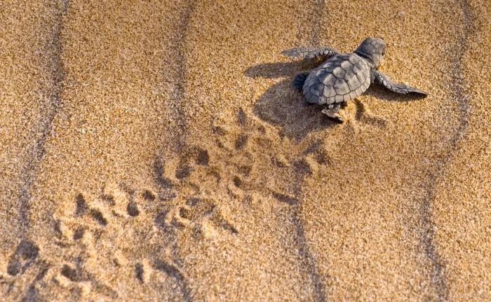 A Costa Rica tour offers natural beauty, wildlife and adventure.